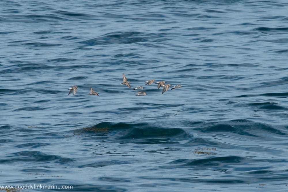 Least and semipalmated sandpipers