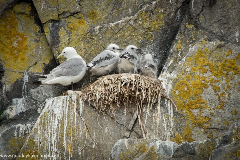 Three kittiwake chicks in a nest on Whitehorse, first time seeing this many chicks in one nest.