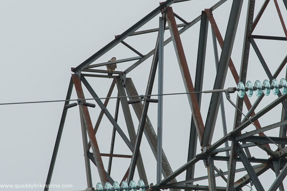 Peregrine falcon on Macs tower