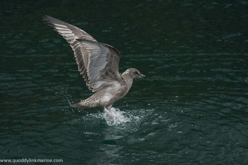 Young herring gull testing wings