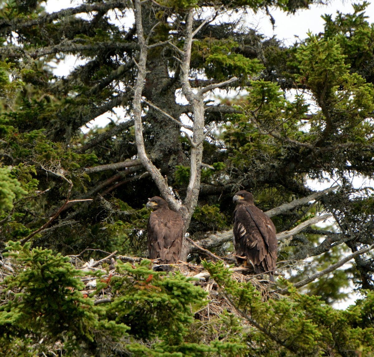 2 eaglets in the nest 