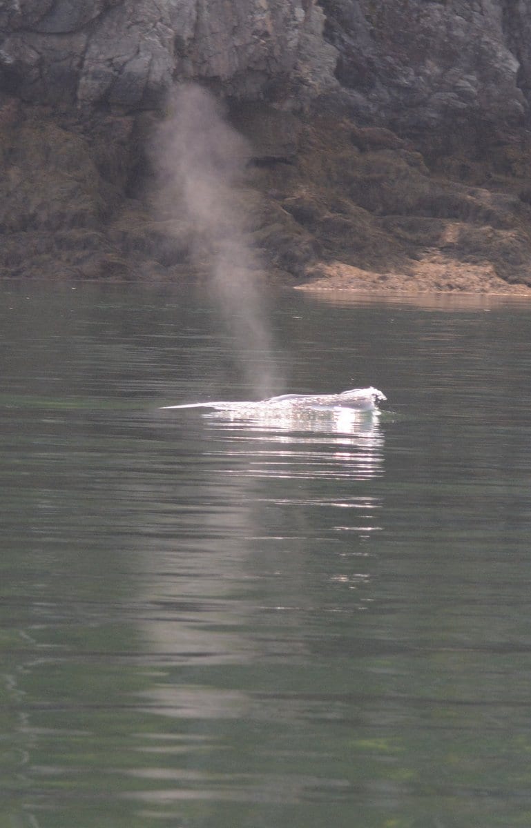 The rarely seen blow of a minke whale 