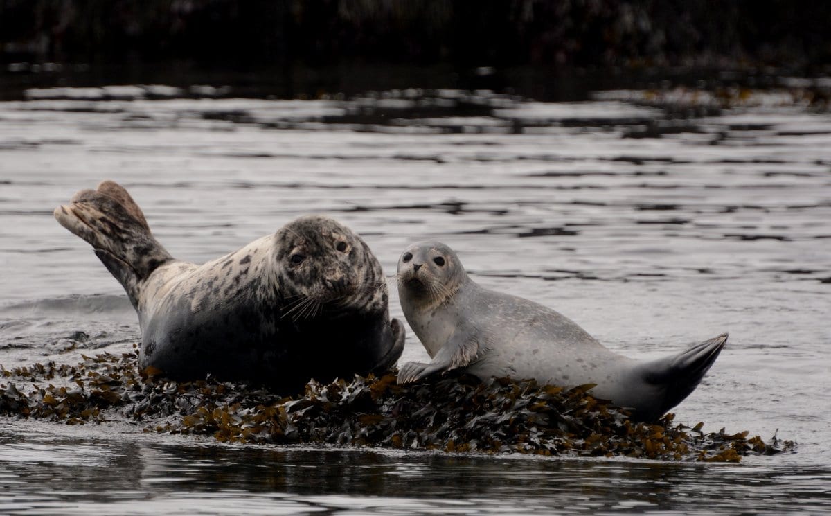 female grey seal on the left and harbour seal pup on the right
