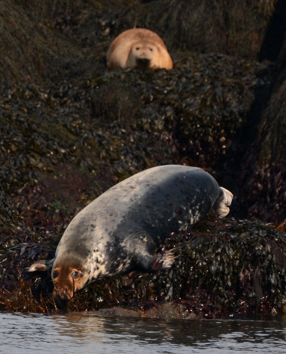 red headed female grey seal 