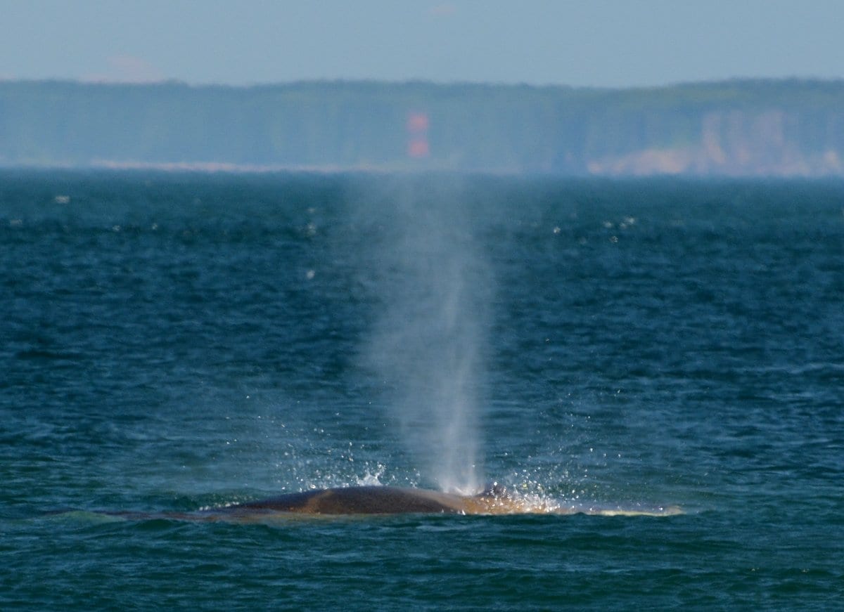 Finback whale blow