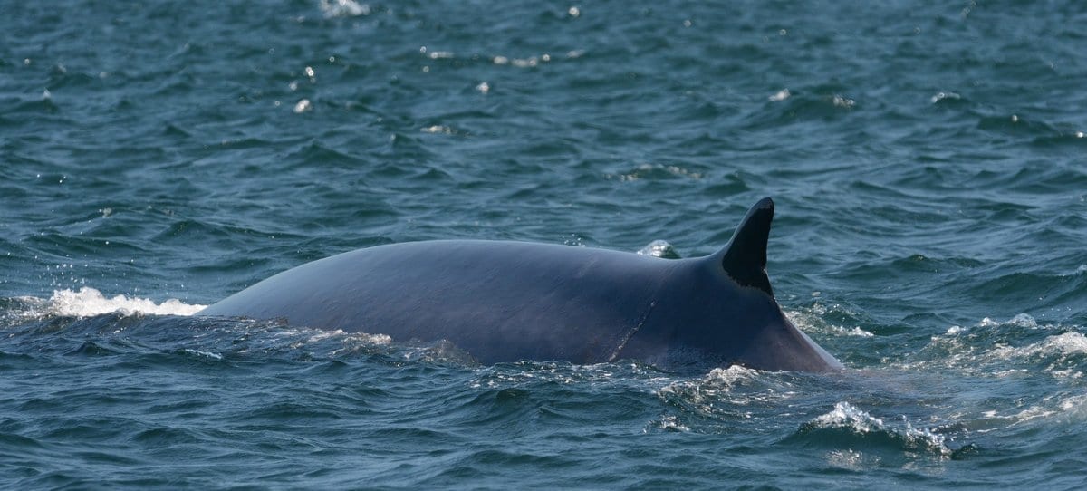 Finback whale
