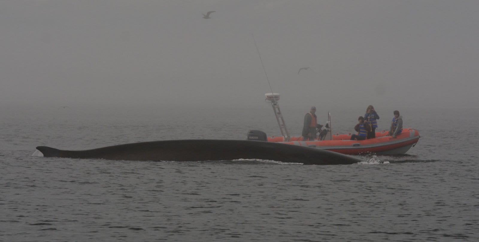 Fin whale surfacing close to our Scout Boat