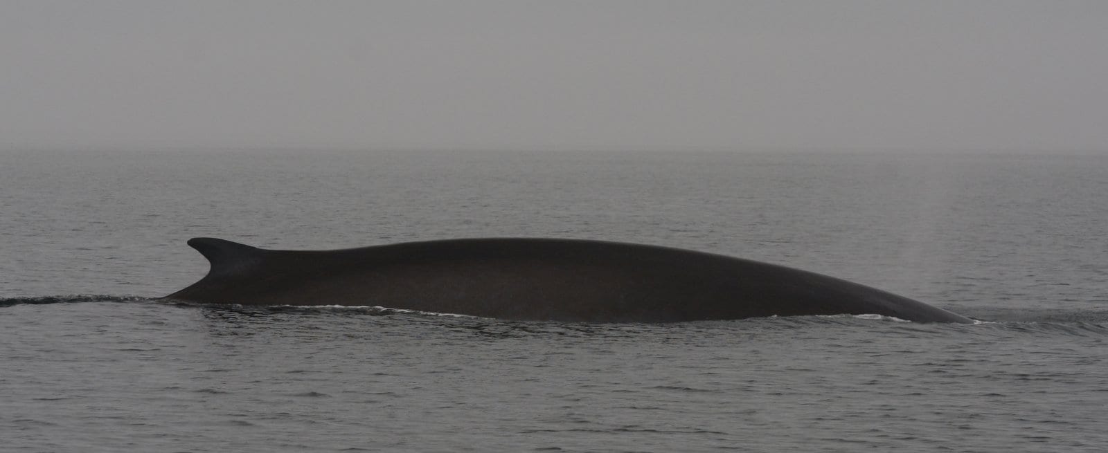 Fin whale 