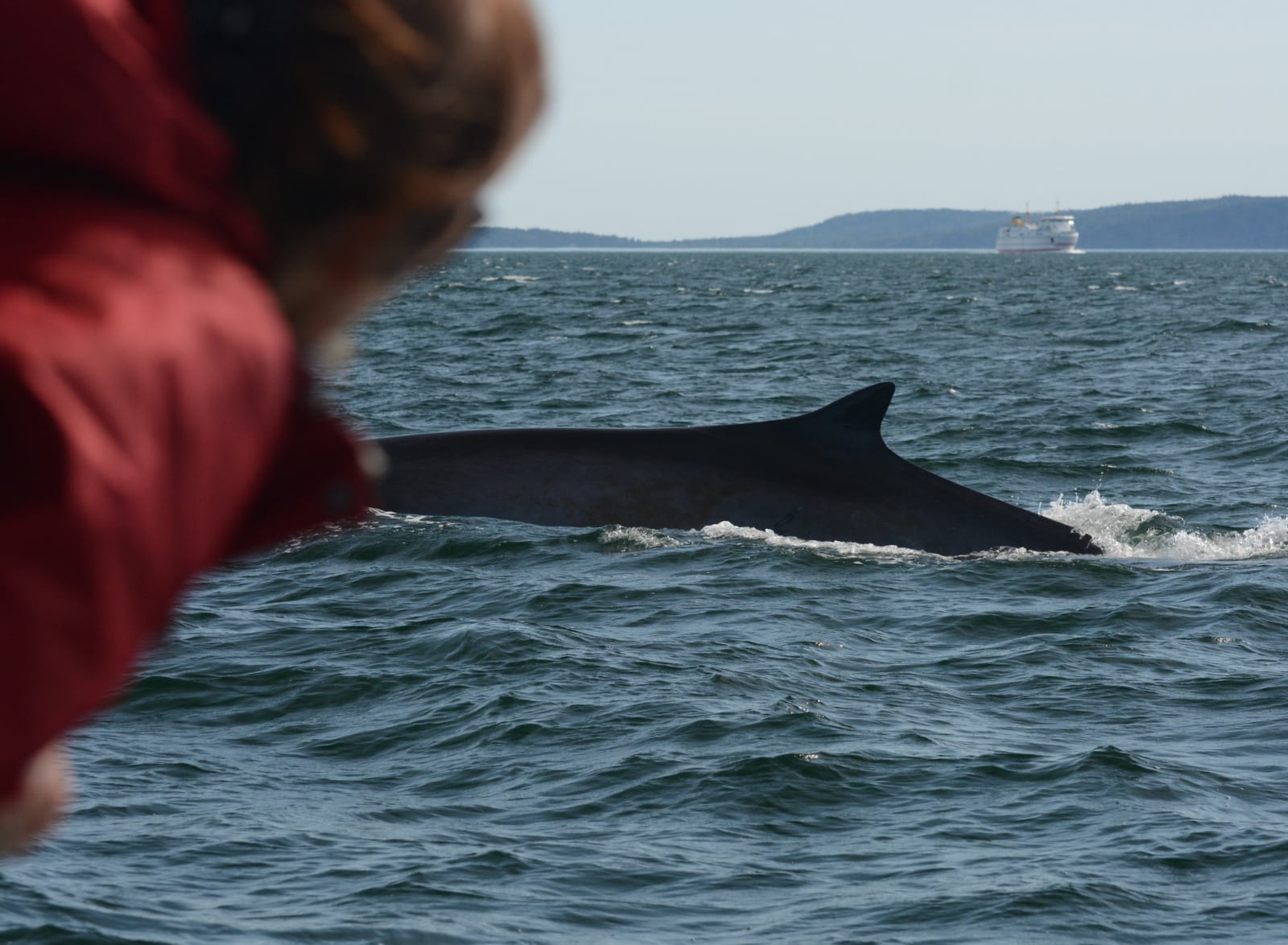 a fin whale crossing our bow 