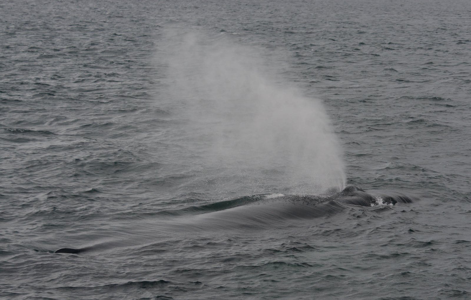 blow of a humpback