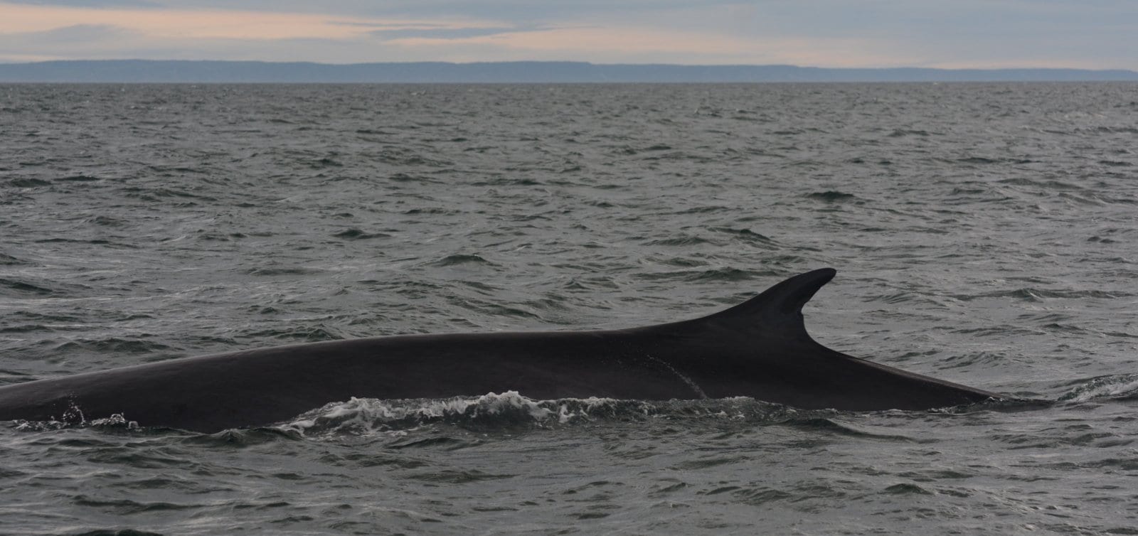 Finback whale 