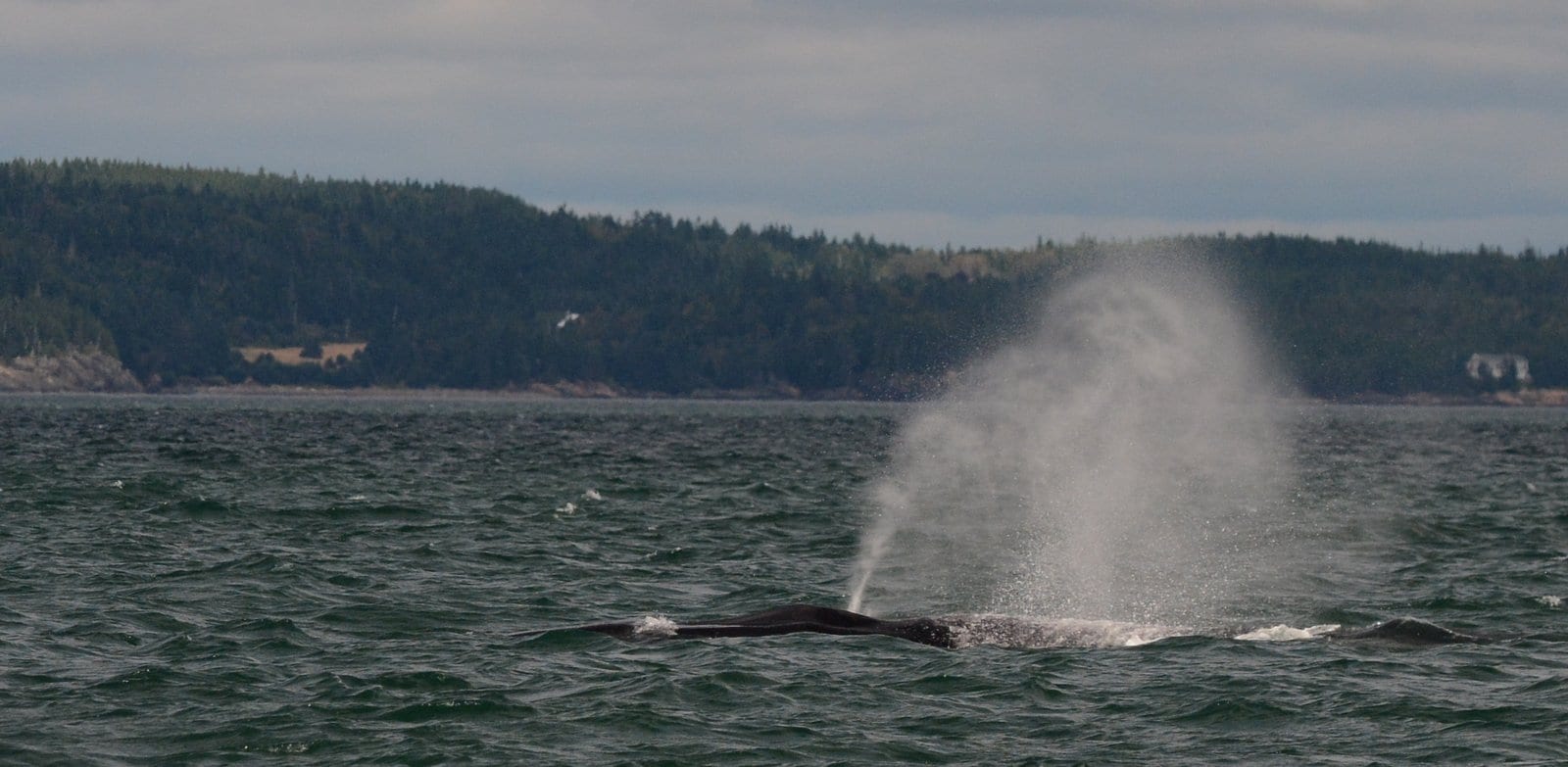 blow of a fin whale 