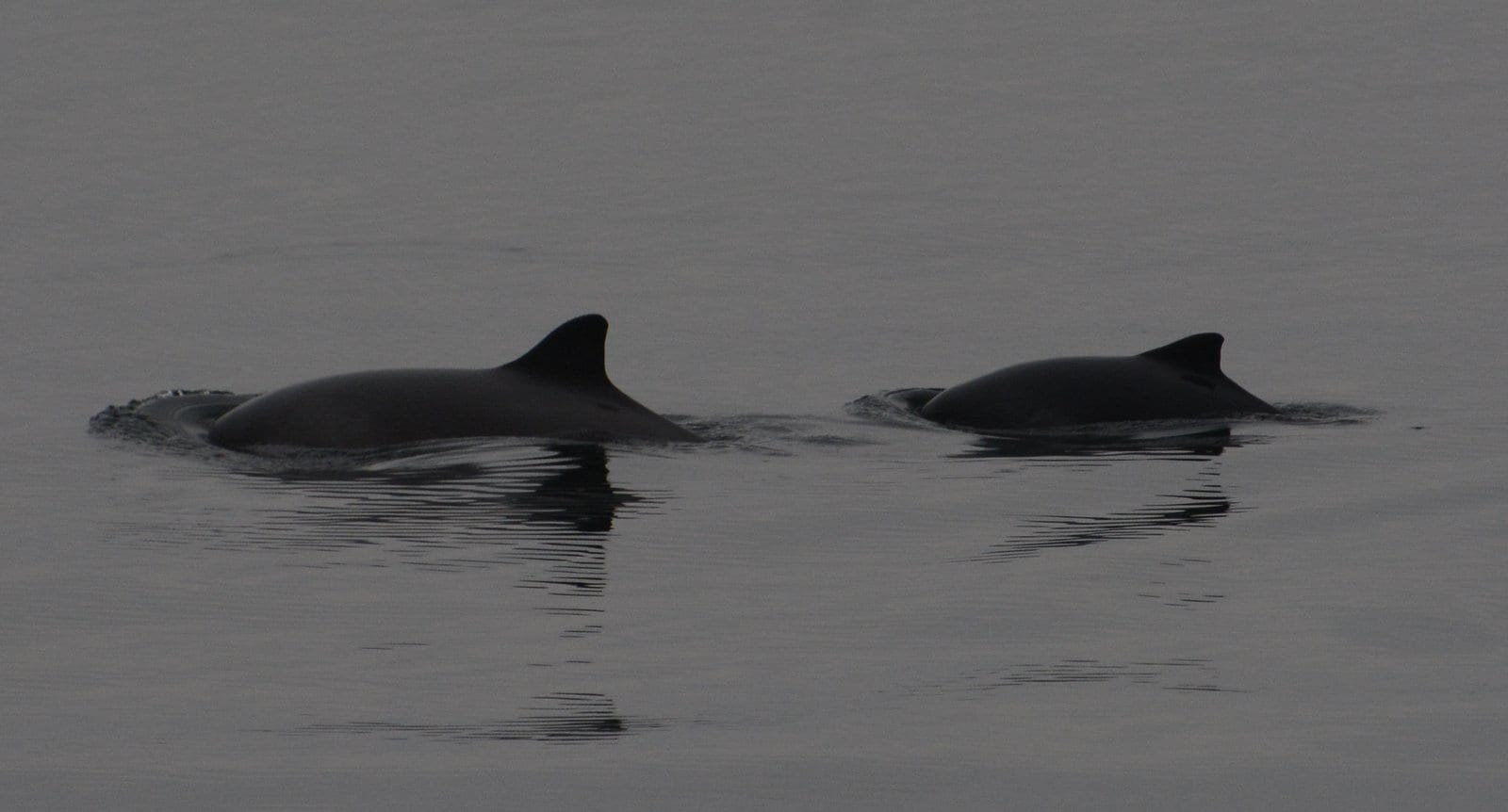 Harbour porpoise mom and calf pair 