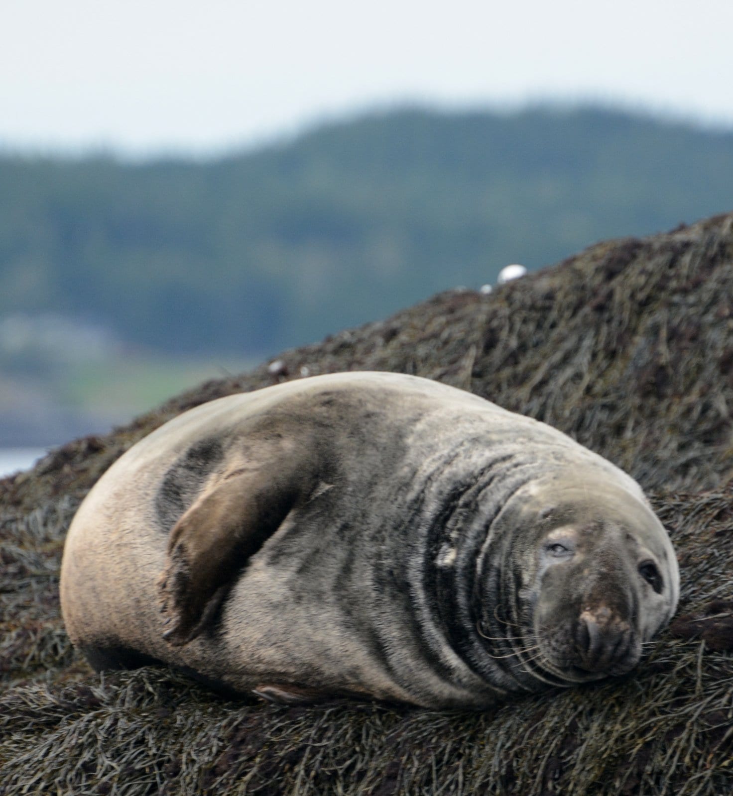 older male grey seal