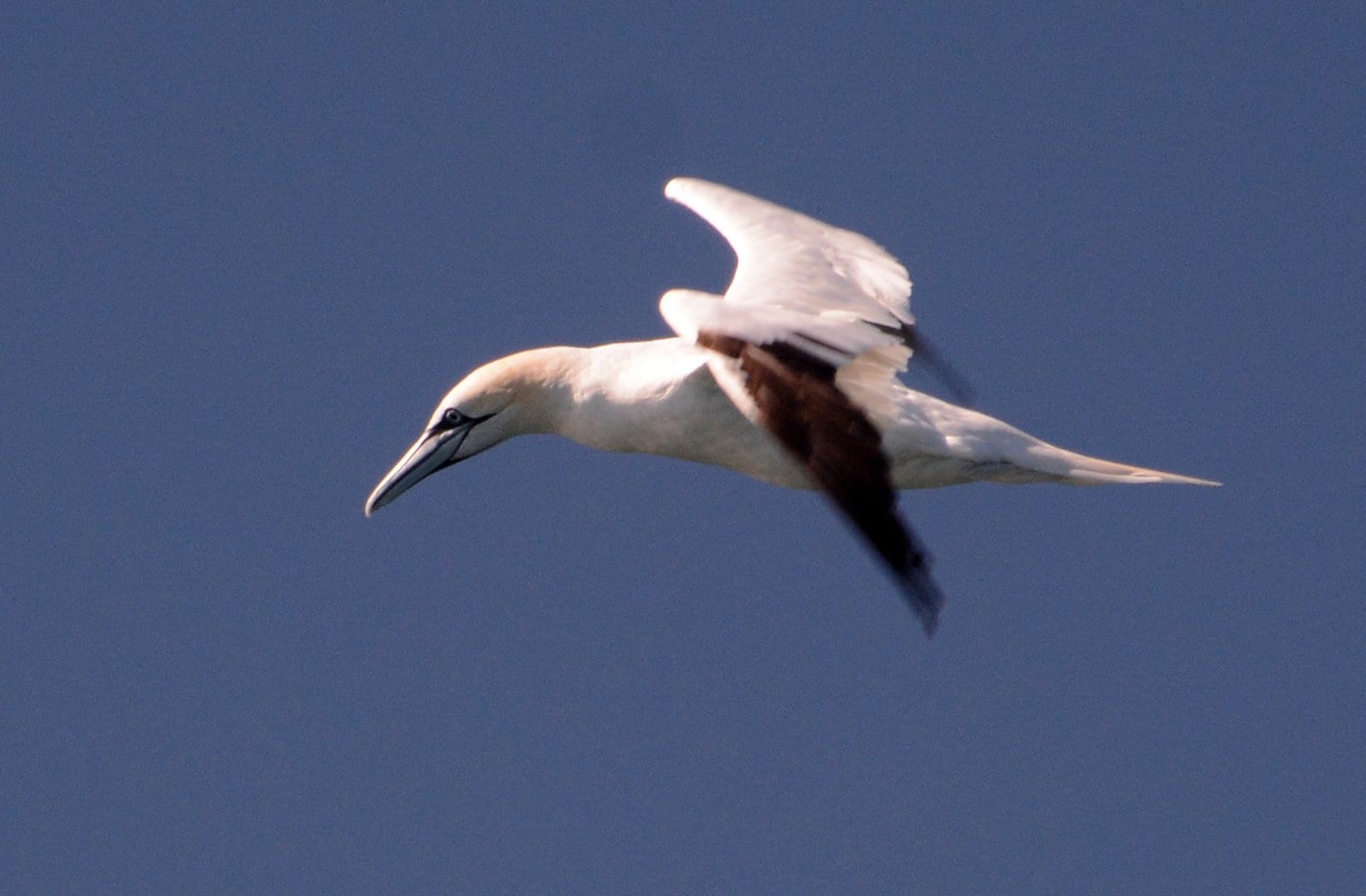 northern gannet 