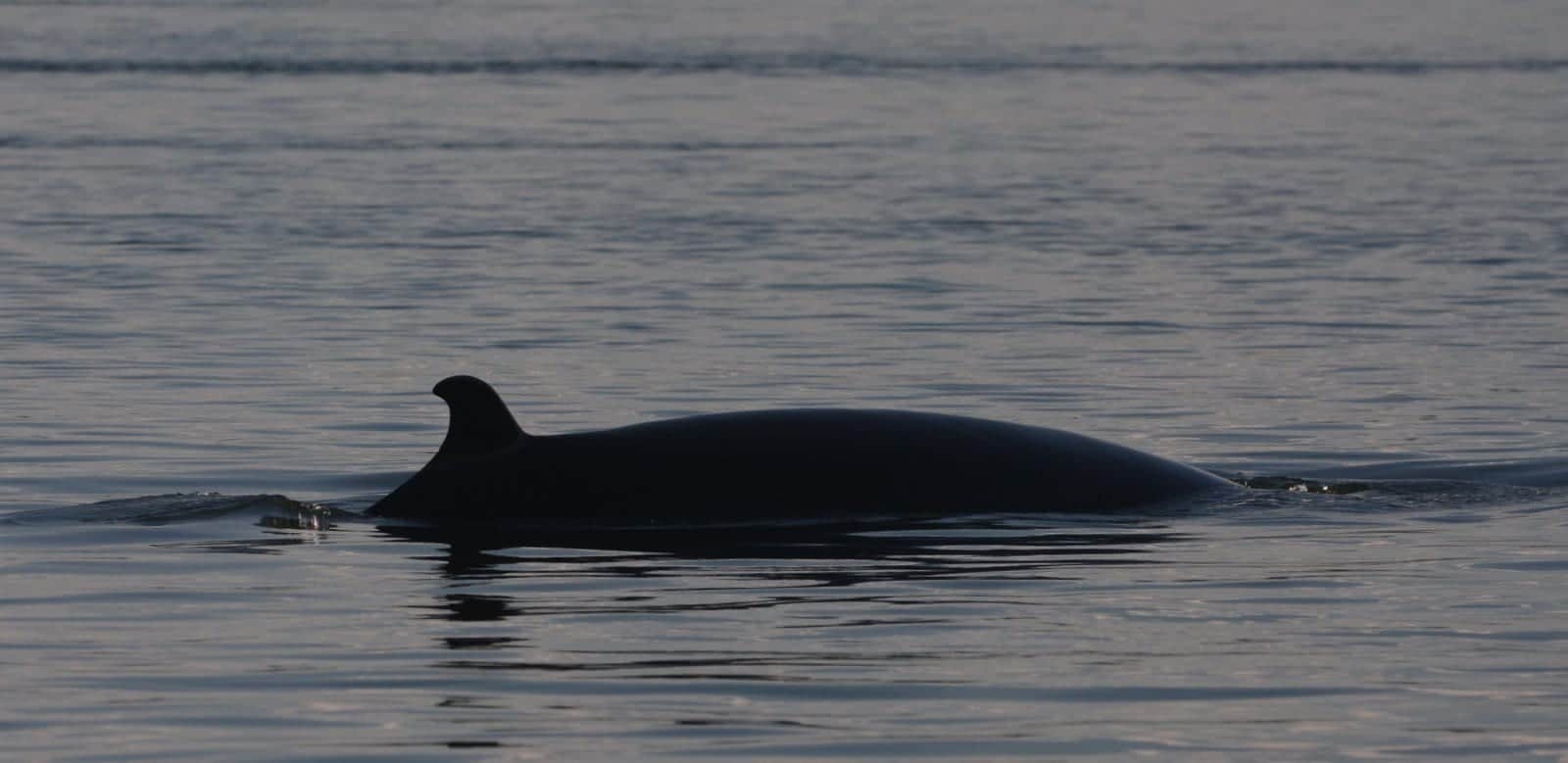 minke whale 