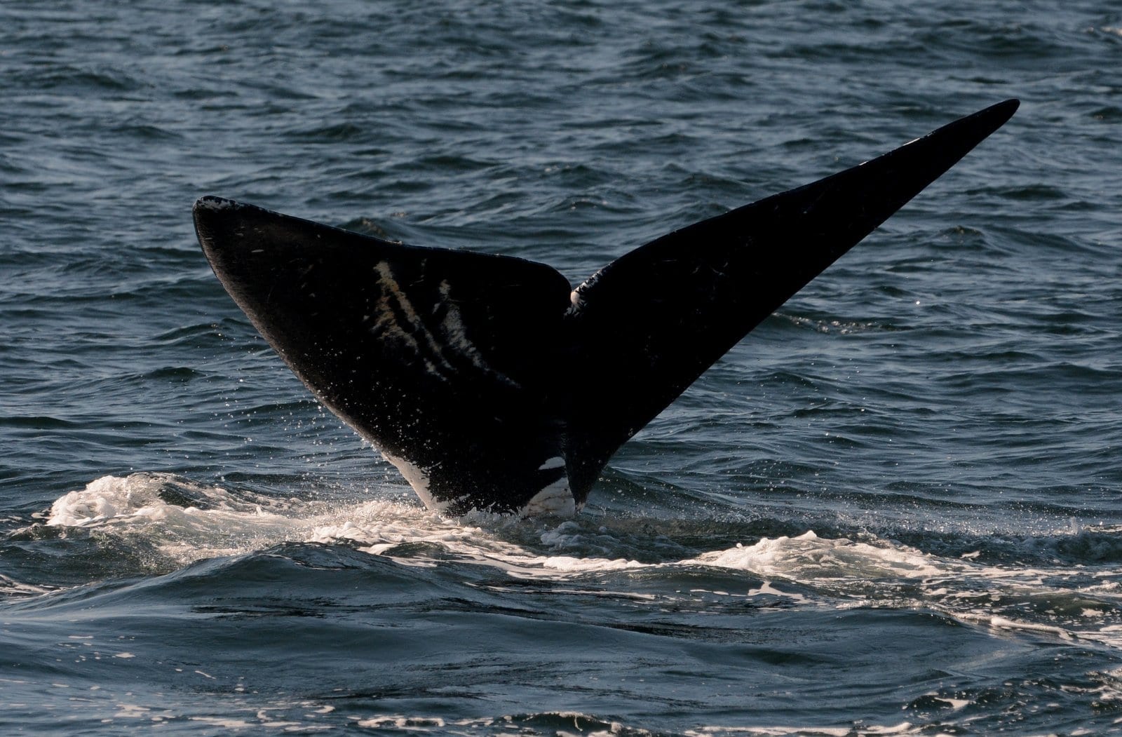 right whale 