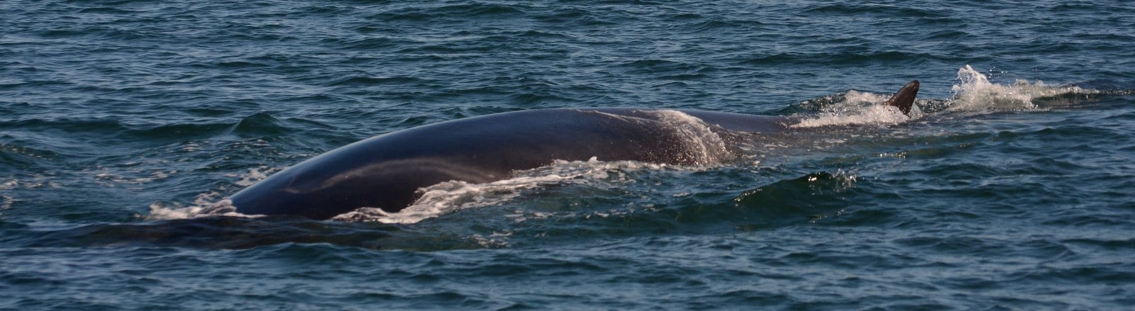 Fin whale 