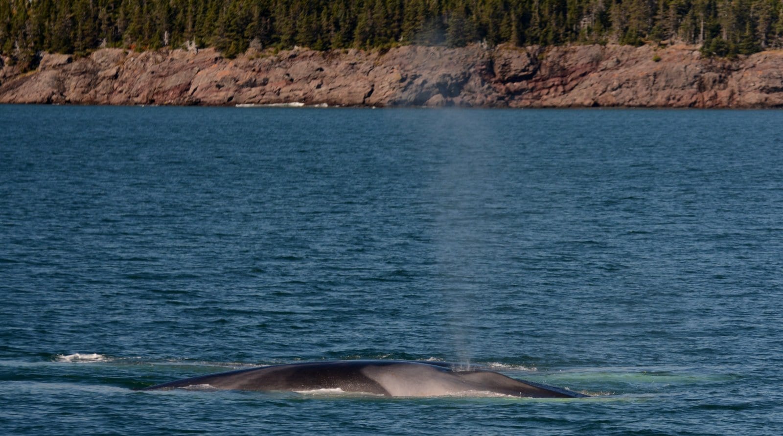 beautiful pair of fin whales 