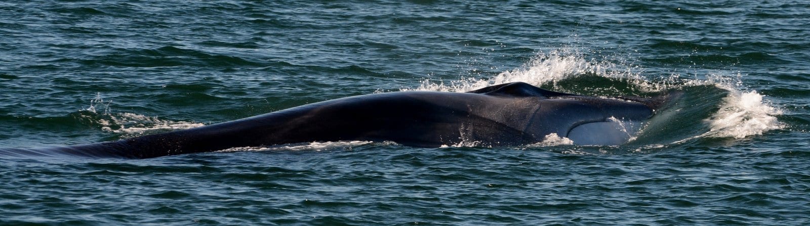 fin whale showing lower white, right jaw 