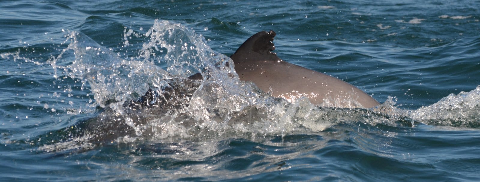 harbour porpoise, check out the dorsal fin, looks like this little one survived an attack from a predator, maybe a shark 