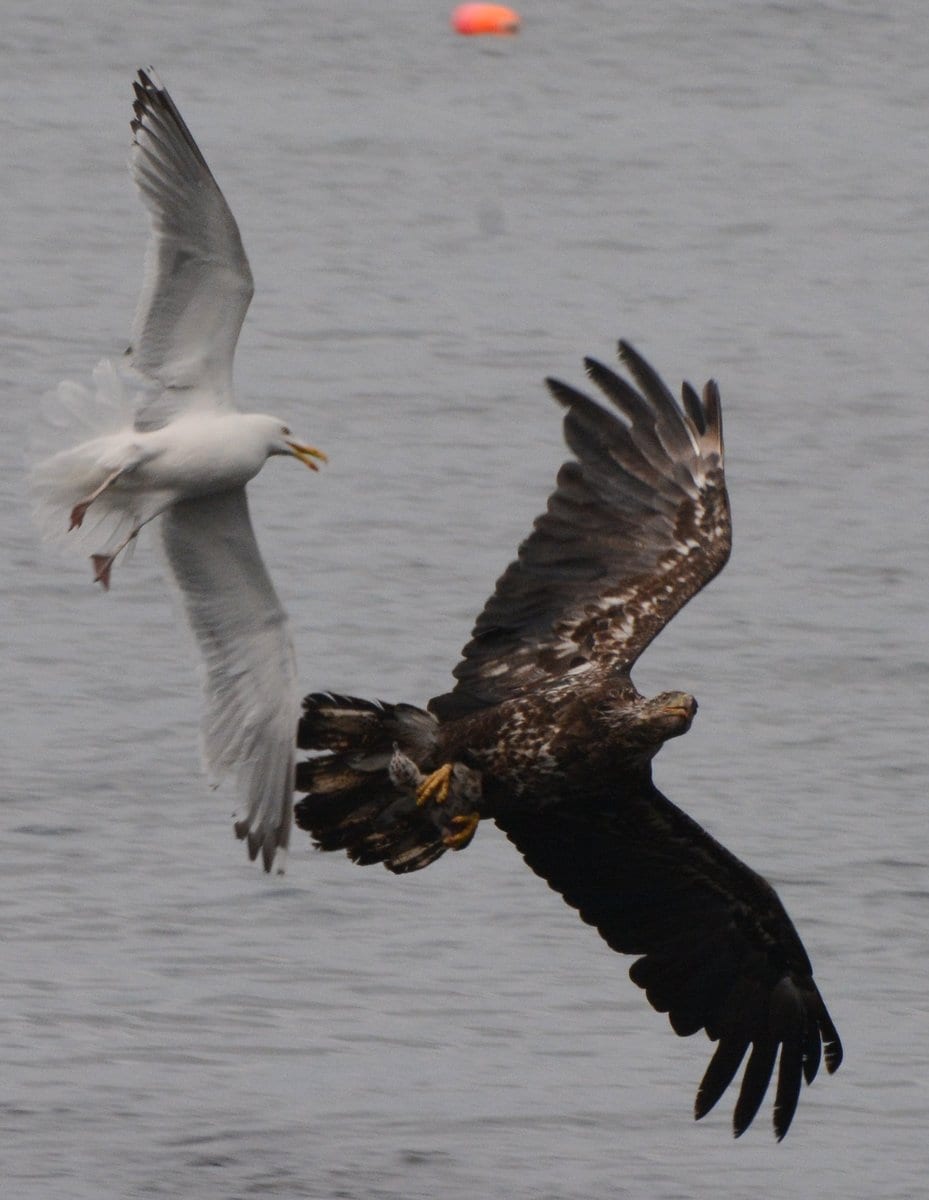 Juvenile bald eagle with herring gull chick in its talons being chased by an adult herring gull