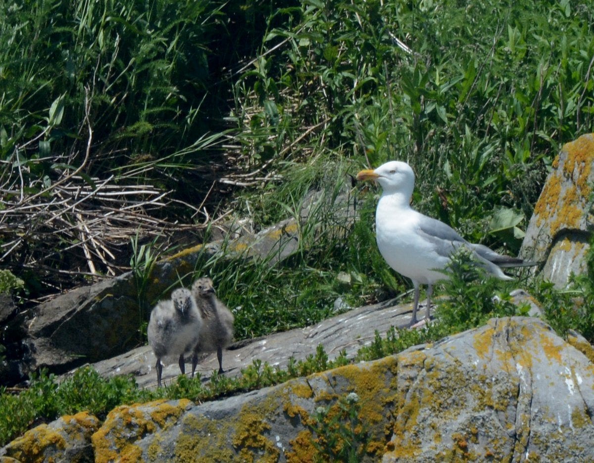 Herring gull and chicks 