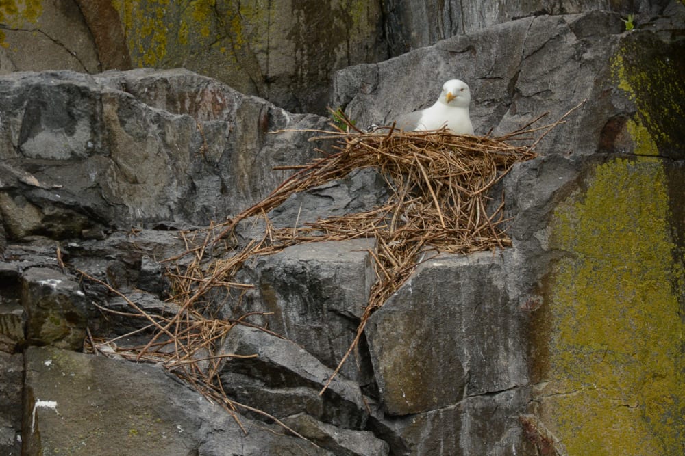 Herring gull nesting on Whitehorse island