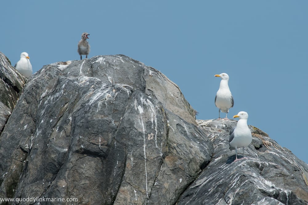Herring gull and chick on Whitehorse Island