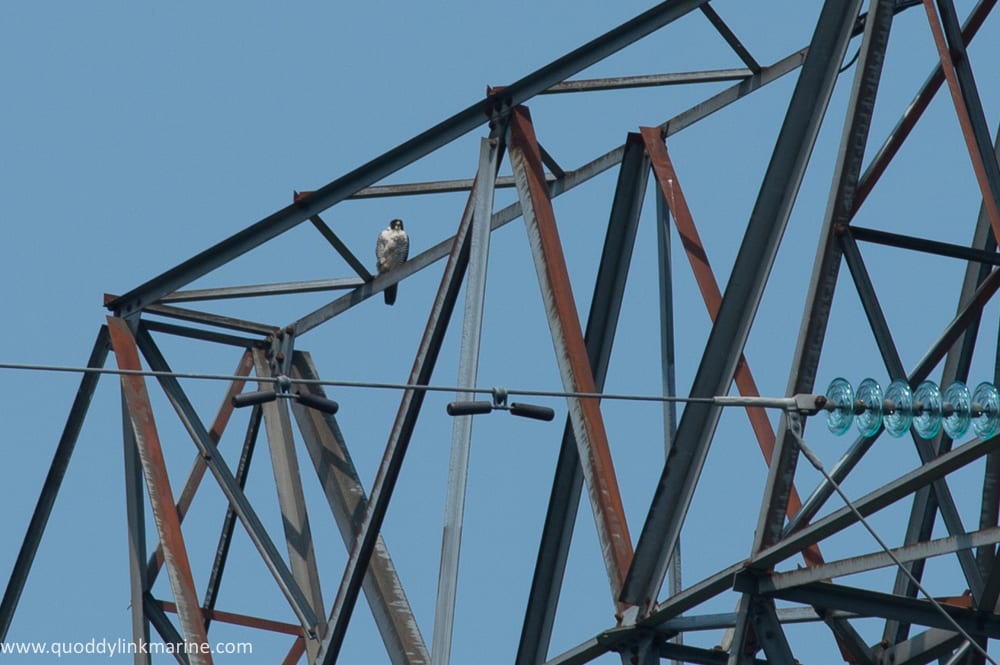Peregrine falcon on Macs tower