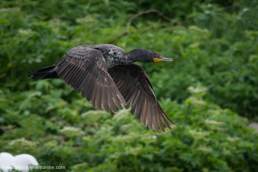 Double-crested cormorant in flight
