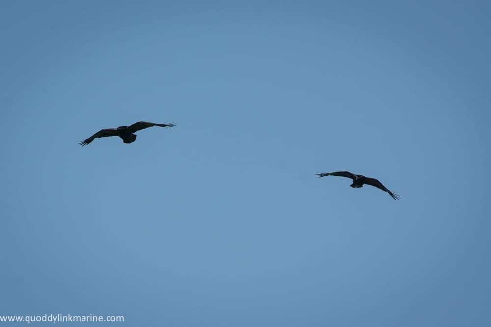 Common ravens flying over Whitehorse Island