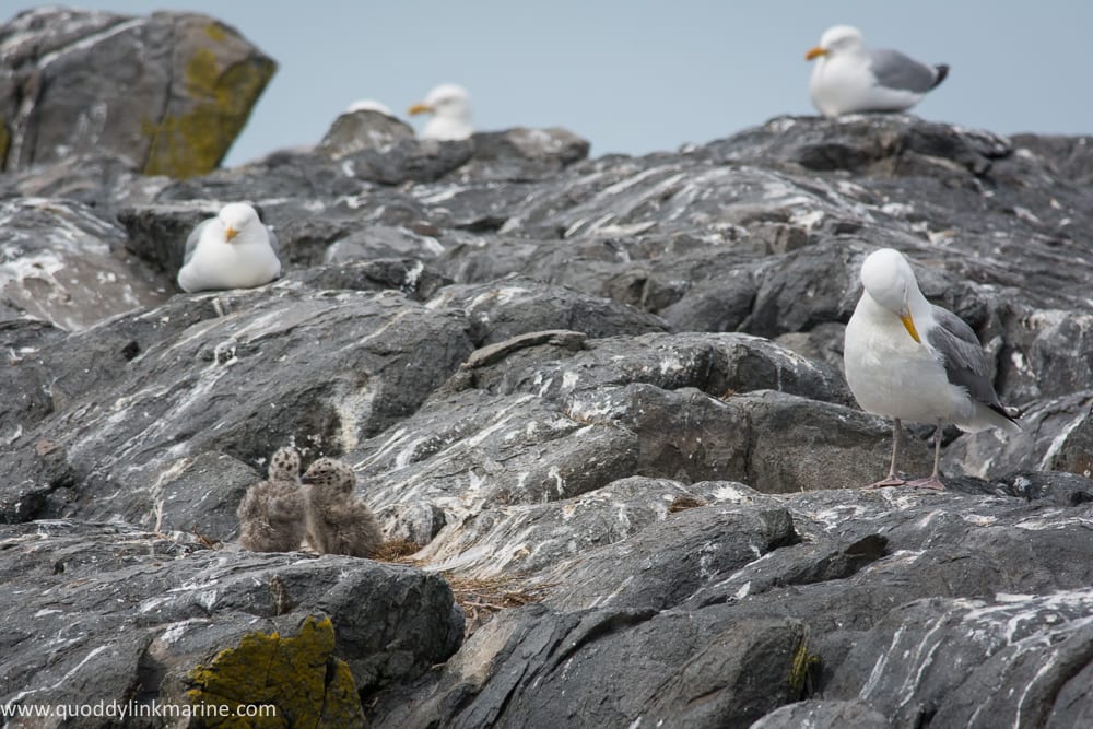 Nesting herring gulls on Whitehorse Island