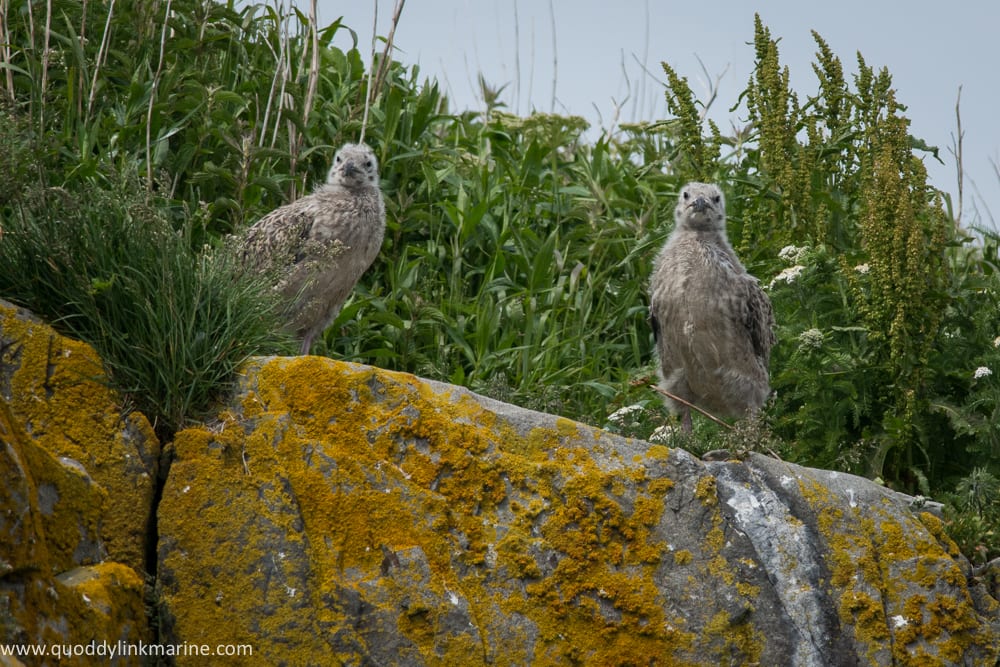 Great black-backed gull chicks on Whitehorse Island