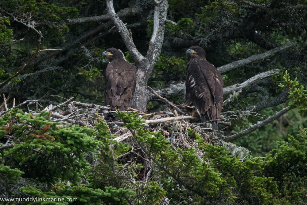 Bald eagle chicks on Spruce Island