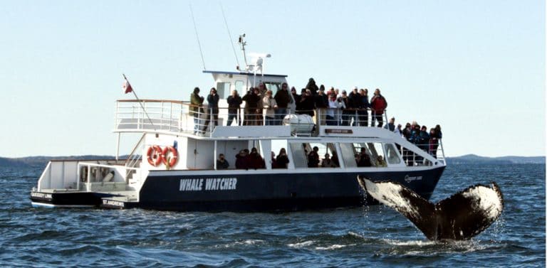 quoddy link marine tours