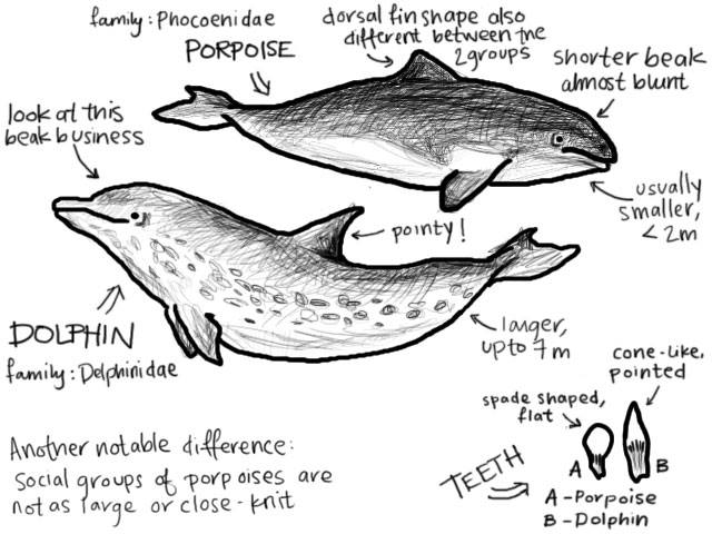 What is the difference between a porpoise and a dolphin?
