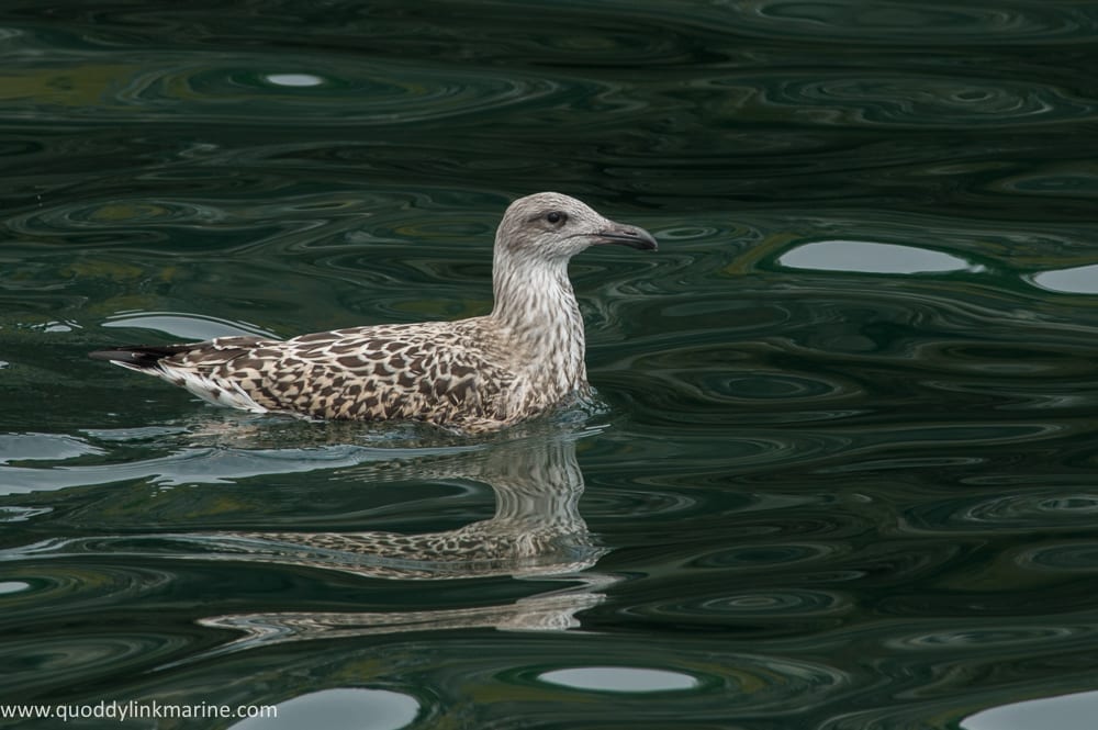 Young great black-backed gull