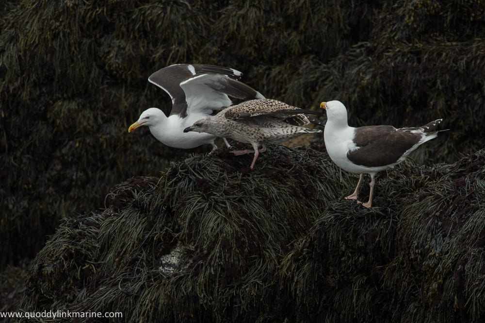 Great black-backed gulls with young
