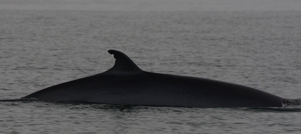 Minke whale - July 9/15