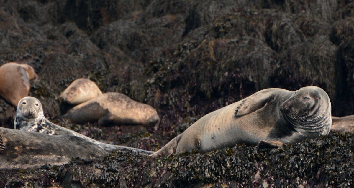Male (right) and female (left) grey seal