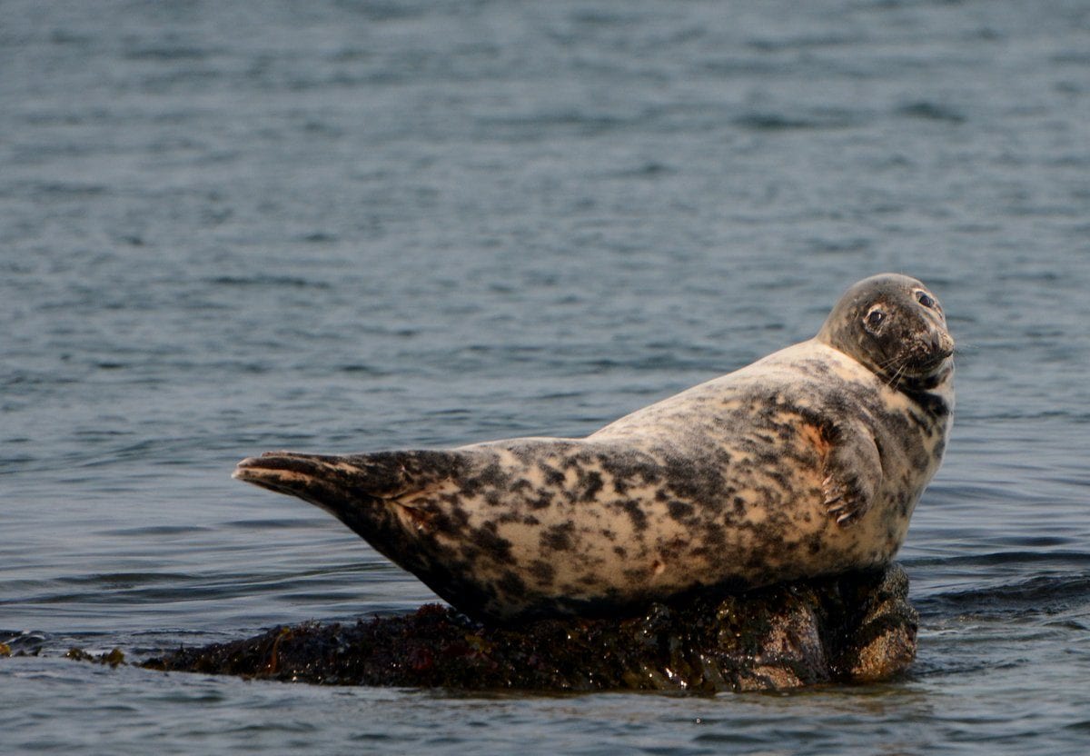 female grey seal 