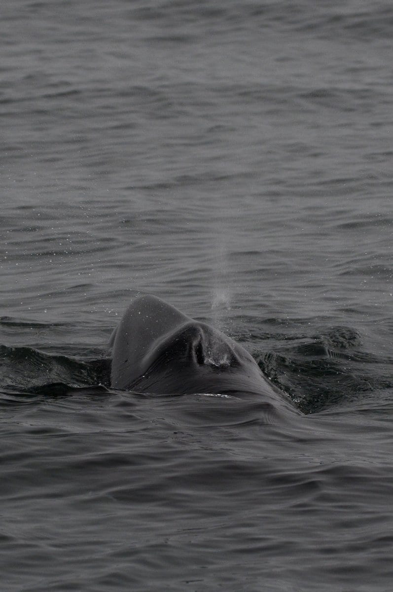 minke whale struggling to take a breath