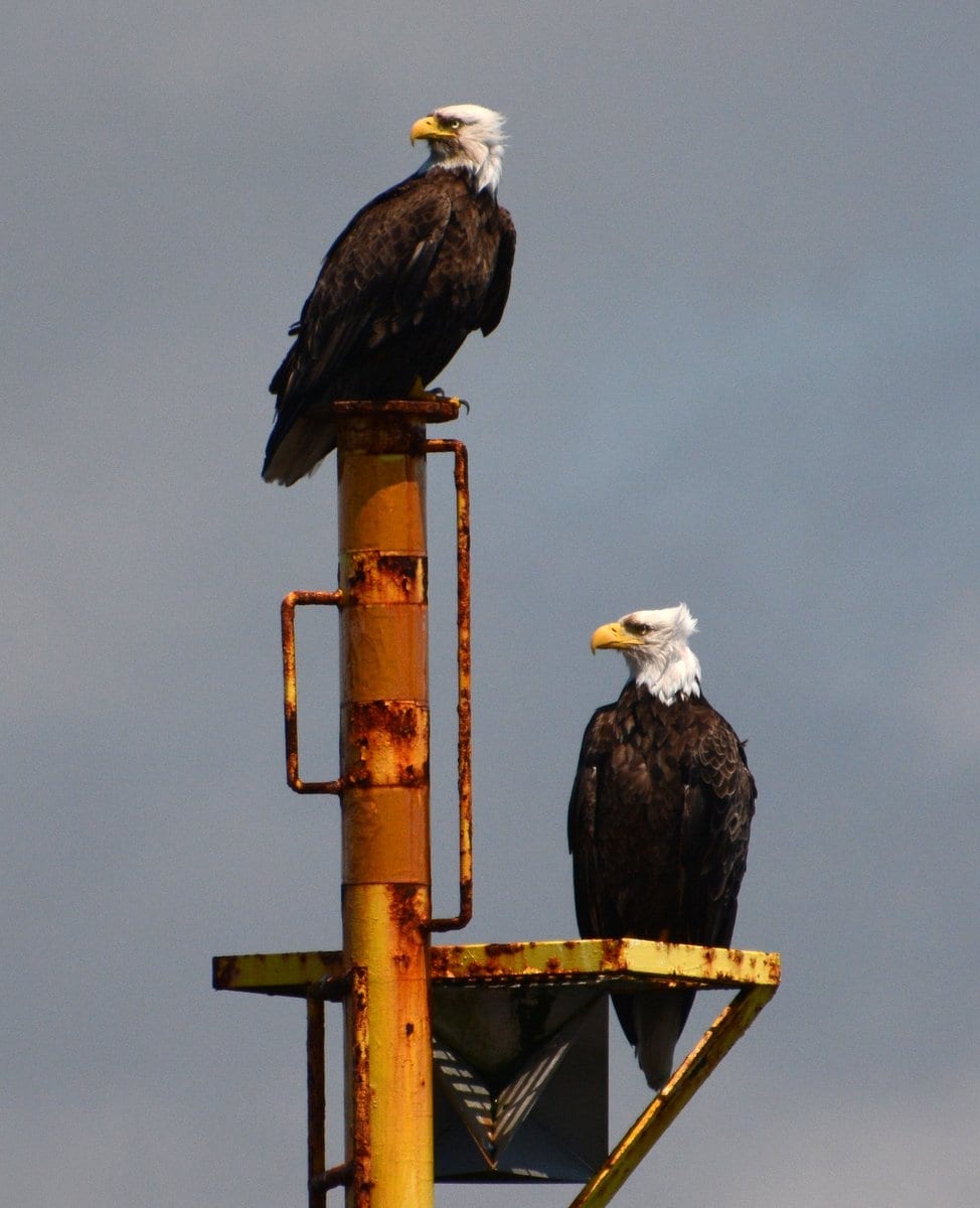 Pair od eagles 