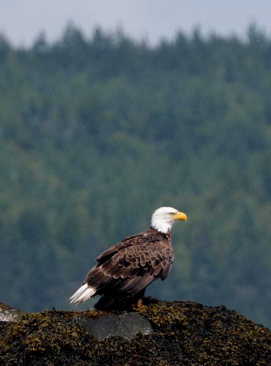 Balf eagle 
