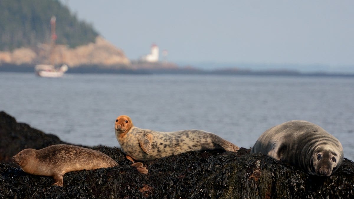 harbour seal (left), red headed female grey seal (middle) and male grey seal (right)