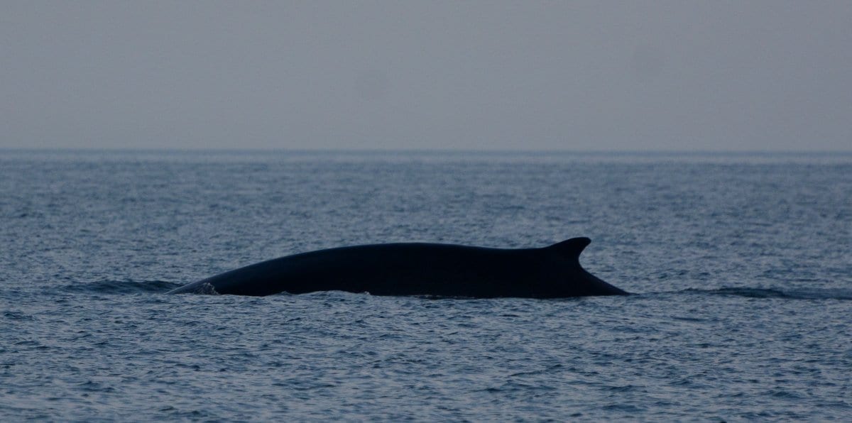 Finback whale