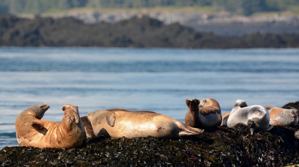harbour seals in varying stages of molt