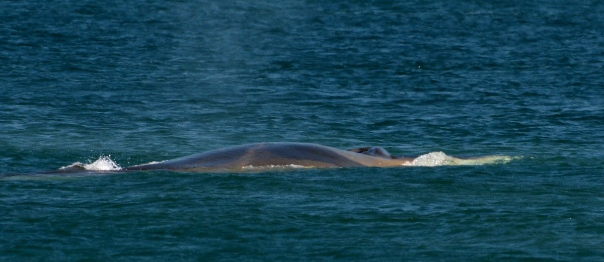 Finback whale, note the lower white, right jaw and the unique white patterns on the whales back