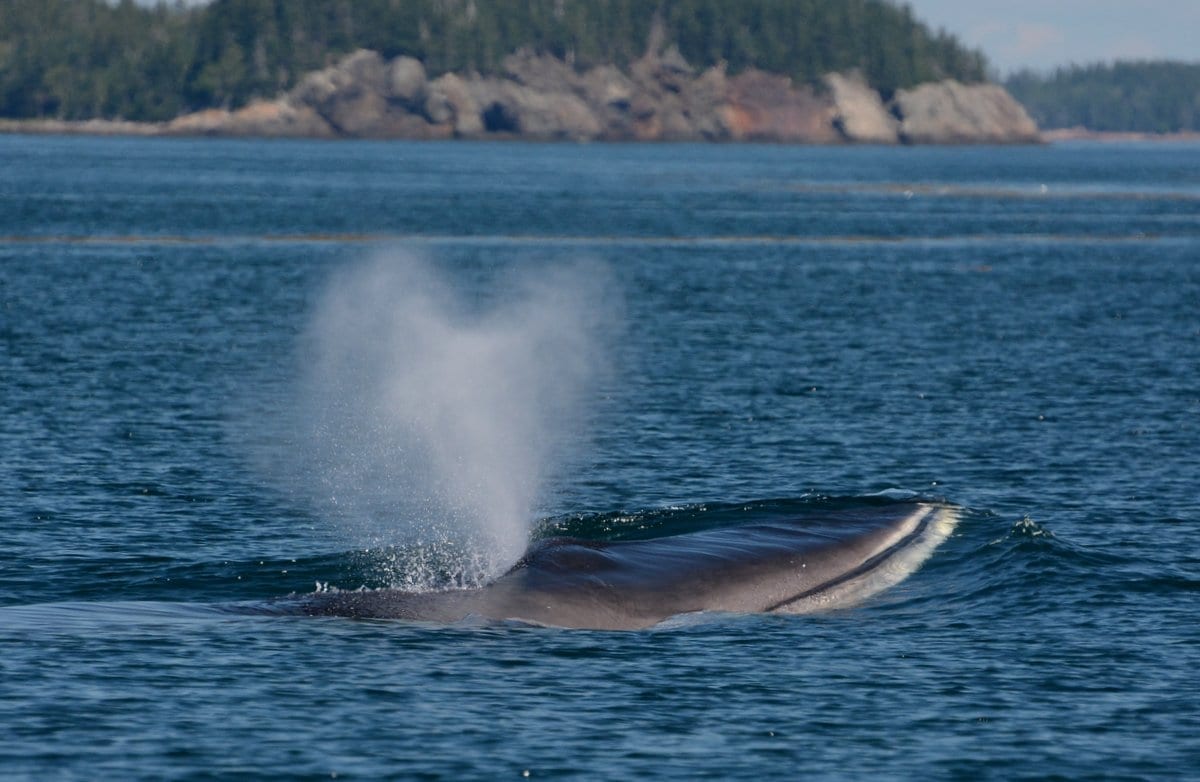 surfacing fin whale 